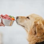 Unveiling the Dog Food Industry: Dog Food Ingredients