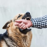 GSD vs. Pitbull Feeding