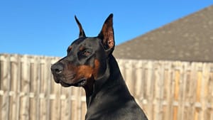 Cute doberman