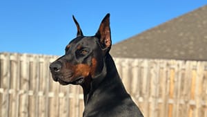 Cute doberman