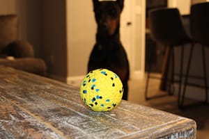 Dog ball