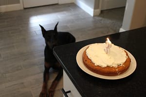 Dog birthday cake